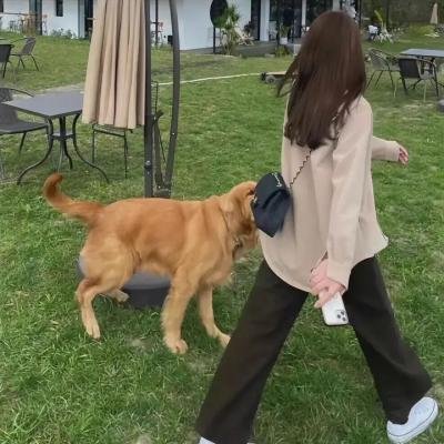 萌道捉妖记